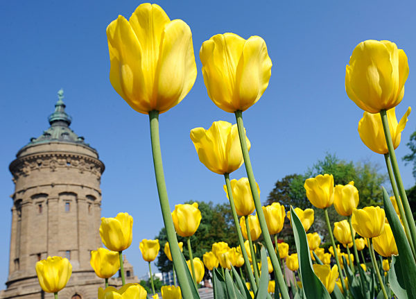 Tulpen aus Mannheim