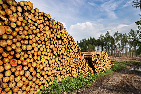 Forstwirtschaft im Erzgebirge