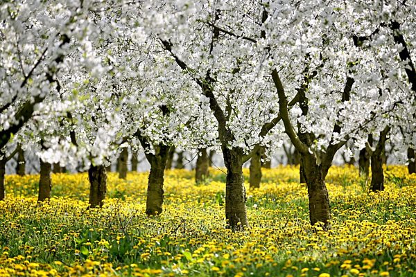 Sächsische Blütenkönigin wird gewählt