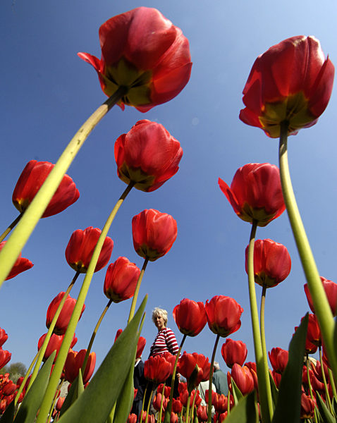 Tulpenschau im Britzer Garten eröffnet