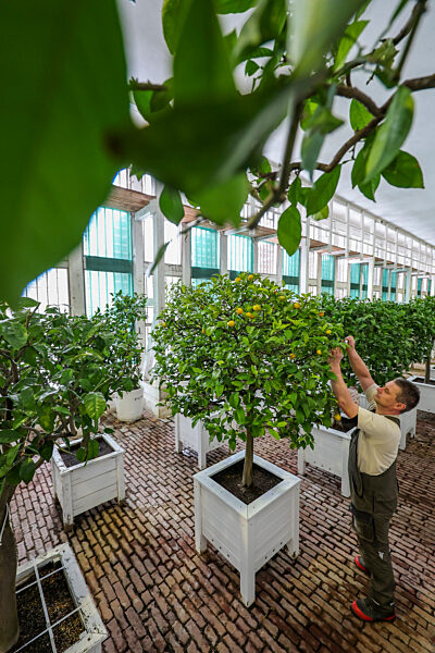 Where the plants hibernate In the orangery of Oranienbaum Palace, a gardener tends to over 300 tropical plants, including citrus fruits, palms, and fig trees. Cold-sensitive potted plants are moved to a light-filled overwintering house in late autumn. The 176-meter-long orangery, dating from the 19th century, is part of the Dessau-Wörlitz Garden Realm, a UNESCO World Heritage Site since 2000.