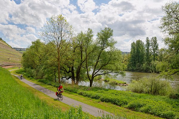Cycle path on the Main, near Homburg, Triefenstein, Spessart, Mainfranken, Lower Franconia, Franconia, Bavaria, Germany, Europe