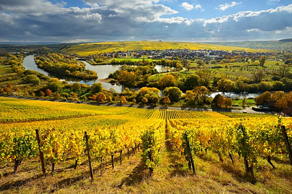 Autumn in the vineyards, view on the Main with winegrower town Nordheim and Kreuzberg, dark clouds, Lower Franconia, Main Franconia, Bavaria, Germany, Europe