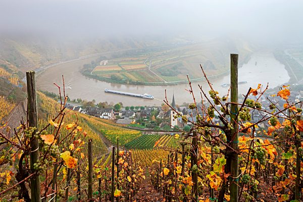Moselschleife im Herbst mit Nebel, Ausblick vom Calmont Bremm, Rheinland-Pfalz, Deutschland, Europa