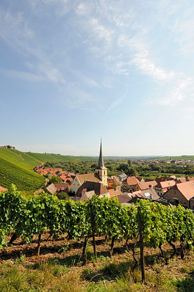 Escherndorf am Main, Lower Franconia, Bavaria, Germany, Europe