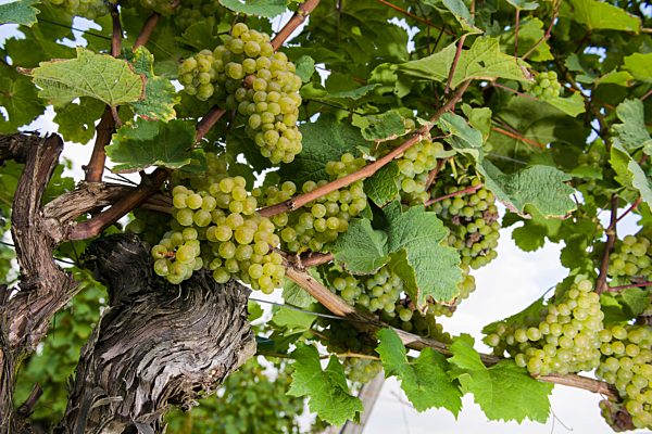 Bundle of Silvaner grapes, Würzburg, Bavaria, Germany, Europe