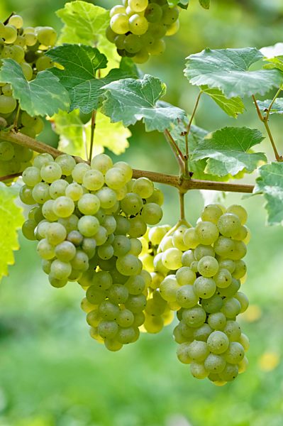 Nahaufnahme von Weinreben mit Rieslingtrauben bei Bremm, Mosel, Rheinland-Pfalz, Deutschland, Europa