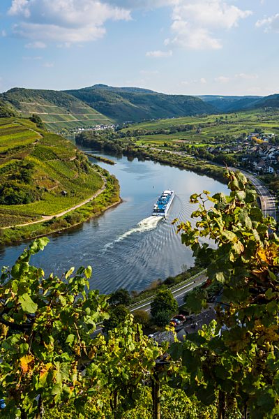 Kreuzfahrtschiff an der Moselschleife, bei Bremm, durch die Weinberge gesehen, Moseltal, Rheinland-Pfalz, Deutschland gesehen