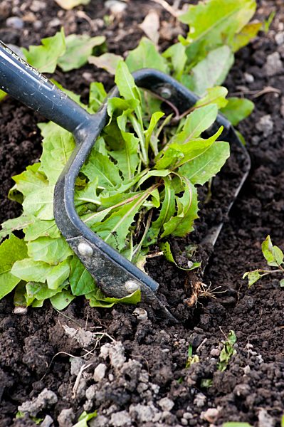 Weeding with a garden tool, Sweden, Europe