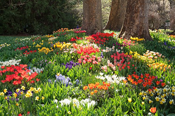 Tulpen (Tulipa sp.), Narzissen (Narcissus sp.) und Hyazinthen (Hyacinthus sp.) im Frühjahr, Insel Mainau, Bodensee, Baden-Württemberg, Deutschland, Europa