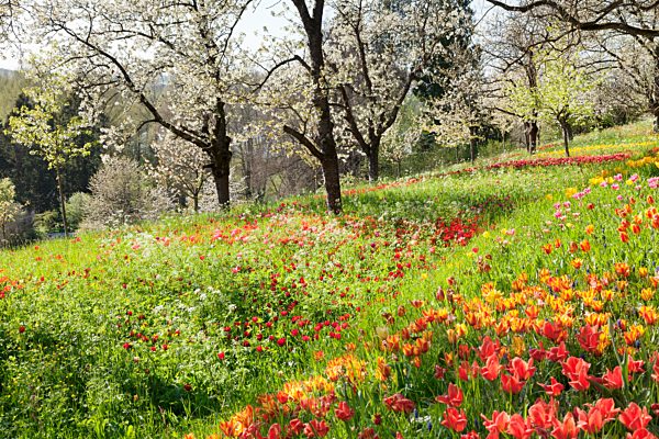 Tulpen (Tulipa sp.) unter blühenden Obstbäumen, Insel Mainau, Bodensee, Baden-Württemberg, Deutschland, Europa