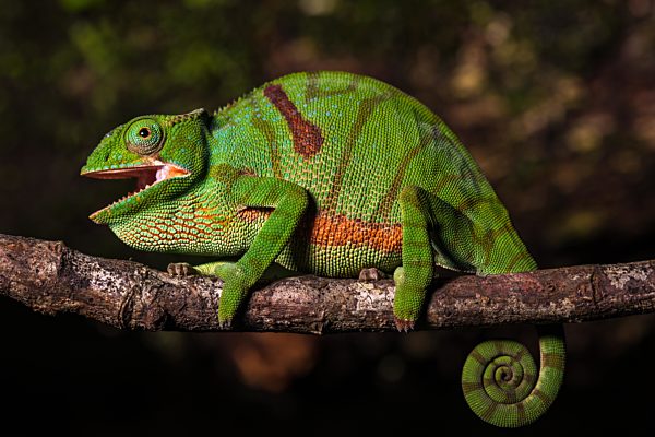 Glam-Rock-Echse (Furcifer timoni) Weibchen auf Ast, Montagne d'Ambre Nationalpark, Nord-Madagaskar, Madagaskar, Afrika