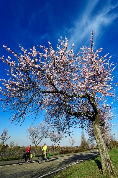 Radfahrer fahren durch eine Alle blühender Mandelbäume, Edenkoben, Pfälzer Mandelpfad, Deutsche Weinstraße, Rheinland-Pfalz, Deutschland, Europa