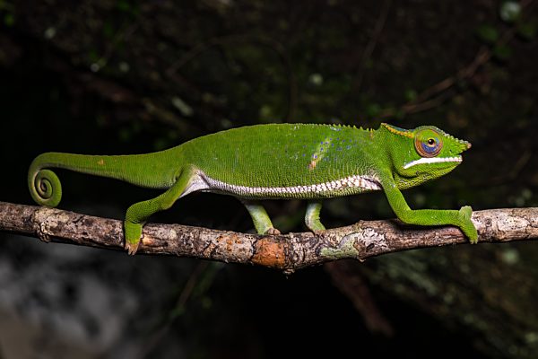 Glam-Rock-Echse (Furcifer timoni), Männchen läuft auf Ast, Montagne d'Ambre Nationalpark, Nord-Madagaskar, Madagaskar, Afrika