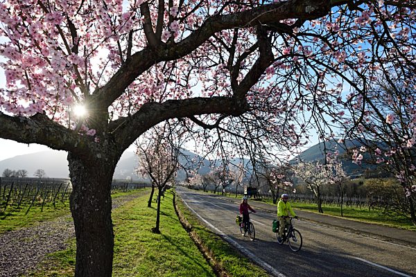 Radfahrer fahren durch eine Alle blühender Mandelbäume, Edenkoben, Pfälzer Mandelpfad, Deutsche Weinstraße, Rheinland-Pfalz, Deutschland, Europa