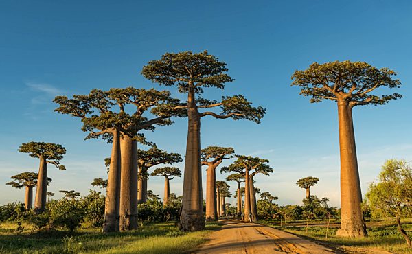 Baobab Allee (Adansonia grandidieri) im West-Madagaskar, Madagaskar, Afrika