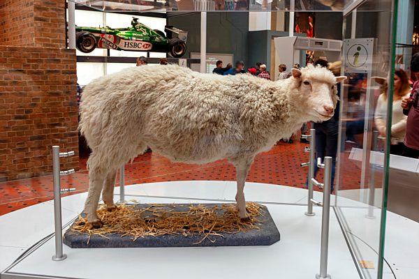 Schaf Dolly, erstes geklonte Säugetier, Royal Museum, Edinburgh, Schottland, Großbritannien, Europa