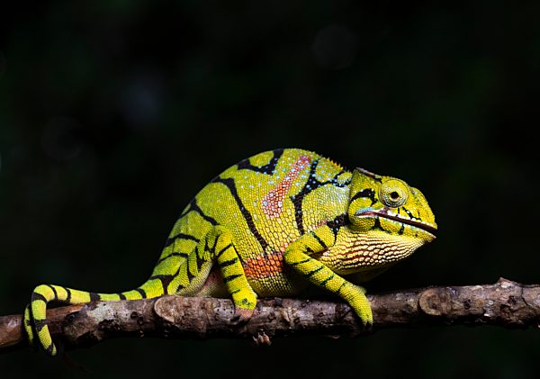 Weibliches Chamäleon der Gattung (Furcifer timoni), Montagne d'Ambre Nationalpark, Nord-Madagaskar, Madagaskar, Afrika