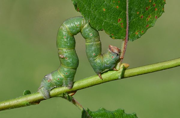Birkenspanner (Biston betularia), Larve frisst von Sal-Weide (Salix caprea), Leicestershire, Großbritannien, Europa