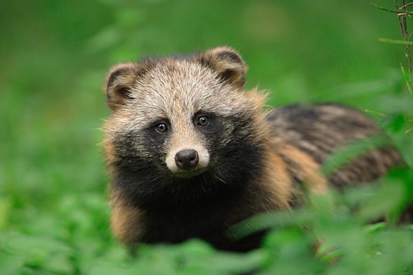Marderhund (Nyctereutes procyonoides), Tierportrait, captive, Deutschland, Europa