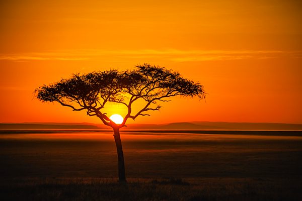 Silhouette, Schirmakazie (Acacia tortilis) bei Sonnenuntergang, Masai Mara National Reserve, Kenia, Afrika