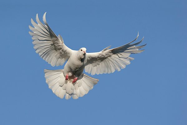 Weiße Taube (Columbidae) mit ausgebreiteten Flügeln im Flug, blauer Himmel, Hessen, Deutschland, Europa