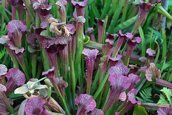 Rote Schlauchpflanzen (Sarracenia purpurea), Botanischer Garten, Münster, Nordrhein-Westfalen, Deutschland, Europa