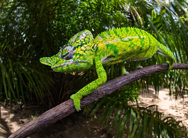 Chamäleon männlich (Furcifer voeltzkowi), Wiederentdeckung nach über 100 Jahren, Mahajanga, Madagaskar, Afrika