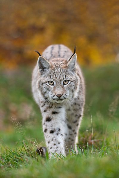 Eurasischer Luchs oder Nordluchs (Lynx lynx) im Herbstwald, Hellenthal, Nordrhein-Westfalen, Deutschland, Europa
