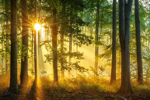 Lichtdurchfluteter naturnaher offener Buchenwald auf dem Höhenzug Finne, Sonne strahlt durchs Laub, Burgenlandkreis, Sachsen-Anhalt, Deutschland, Europa