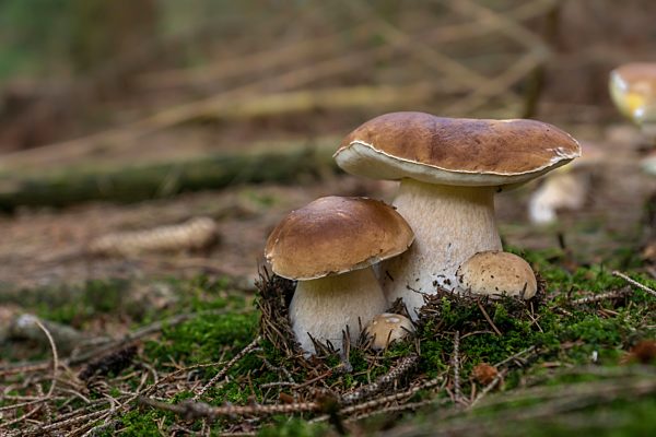 Fichten-Steinpilz, Gemeiner (Boletus edulis) Steinpilze, Burgkwald, Thüringen, Deutschland, Europa