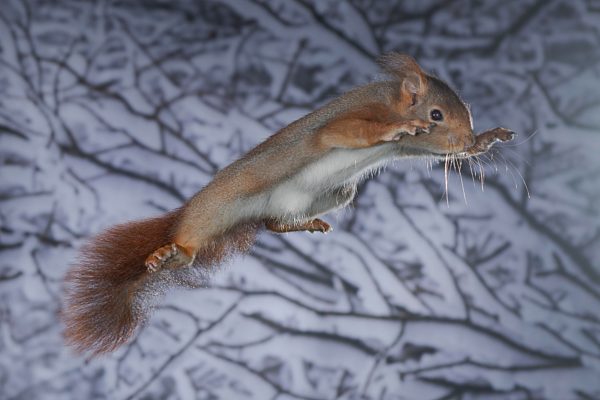 Eichhörnchen (Sciurus vulgaris), springend, im Winter bei Schnee, Nordrhein-Westfalen, Deutschland, Europa