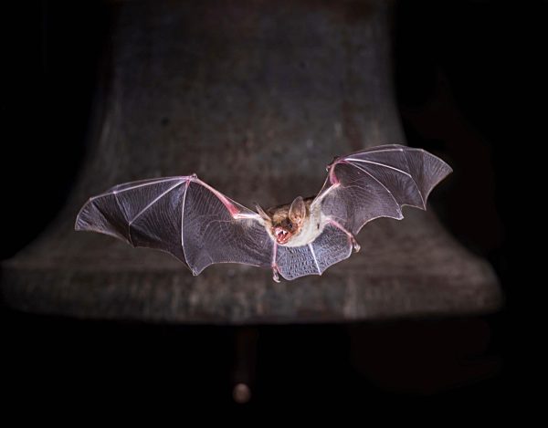 Großes Mausohr (Myotis myotis), fliegend vor Kirchenglocke, Thüringen, Deutschland, Europa