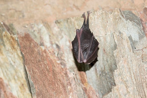 Kleine Hufeisennase (Rhinolophus hipposideros), im Winterschlaf an der Decke der Höhle hängend, Thüringen, Deutschland, Europa