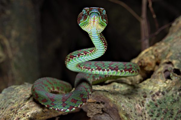 Bunte Bambusotter (Trimeresurus venustus), Krabi, endemisch, Südthailand, Thailand, Asien