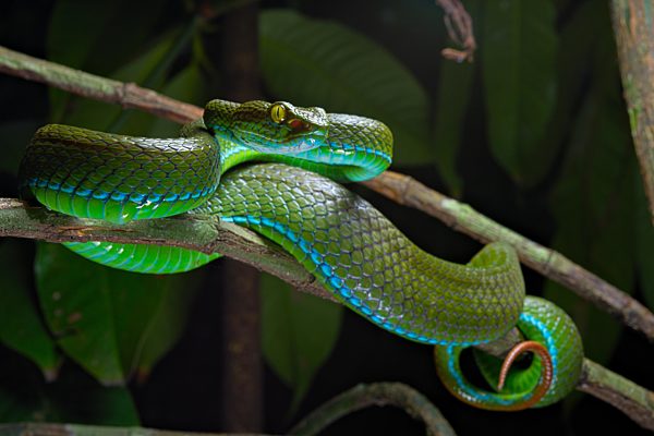 Grossäugige Bambusotter (Trimeresurus macrops), Krabi, Thaîland