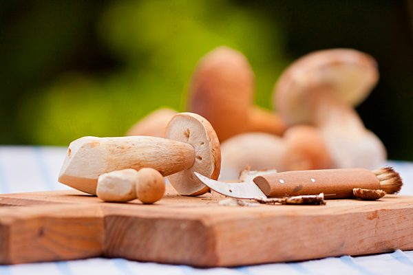 Gemeiner Steinpilz (Boletus edulis), Pilze putzen, Pilzmesser, Rheinland-Pfalz, Deutschland, Europa