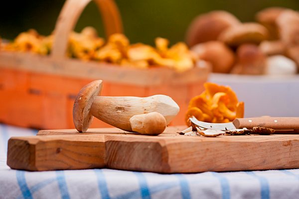 Gemeiner Steinpilz (Boletus edulis) , Echter Pfifferling (Cantharellus cibarius), Pilze sammeln, Pilze putzen, Pilzmesser, auf Tisch, Rheinland-Pfalz, Deutschland, Europa