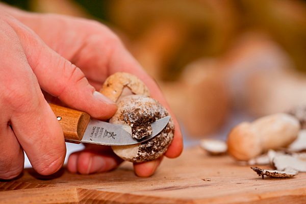 Gemeiner Steinpilz (Boletus edulis), Pilze putzen, Pilzmesser, Hand, Rheinland-Pfalz, Deutschland, Europa