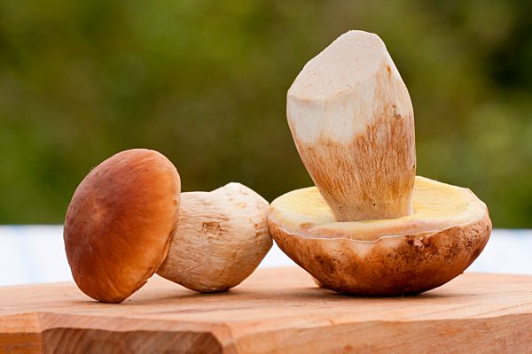 Gemeiner Steinpilz (Boletus edulis), Pilze putzen, Rheinland-Pfalz, Deutschland, Europa