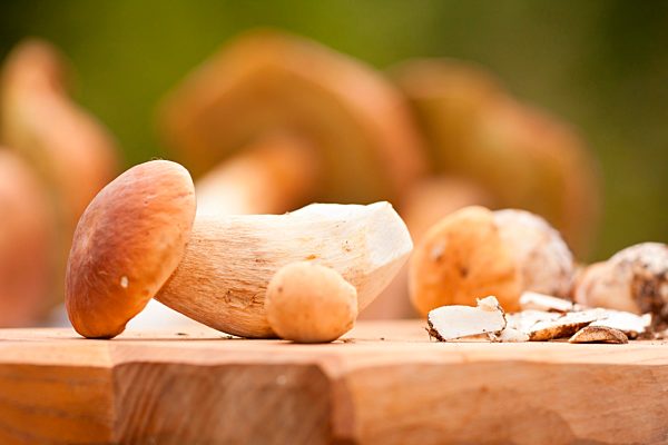 Gemeiner Steinpilz (Boletus edulis), Pilze putzen, Rheinland-Pfalz, Deutschland, Europa