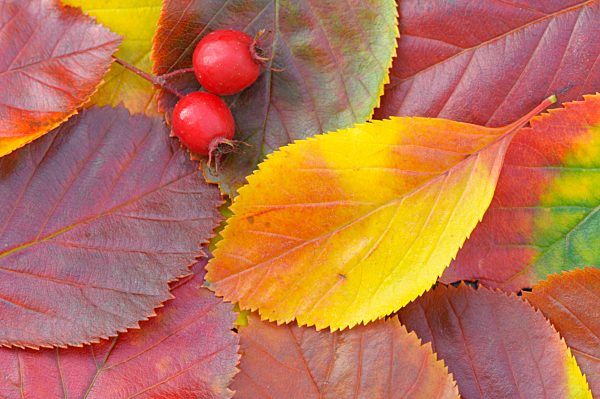 Echte Mehlbeere, Blätter und Beeren im Herbst, Oktober, Oberhausen, Nordrhein-Westfalen, Deutschland, Europa