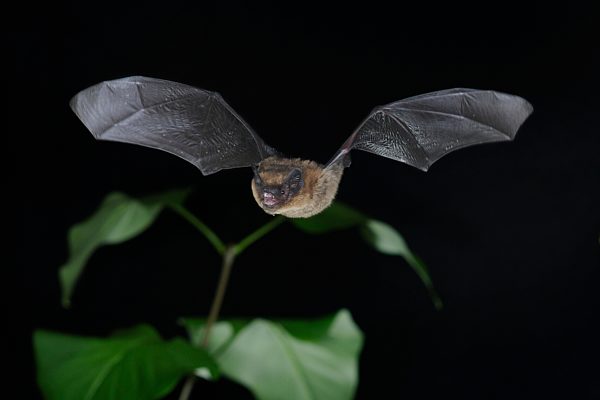 Zwergfledermaus (Pipistrellus pipistrellus) im Flug, Nordrhein-Westfalen, Deutschland, Europa