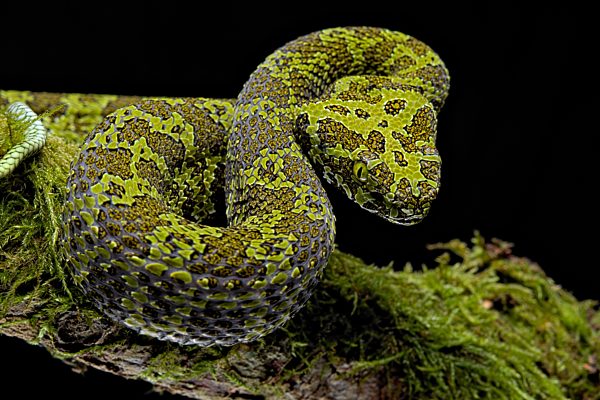 Mangshanviper (Protobothrops mangshanensis), China, Asien