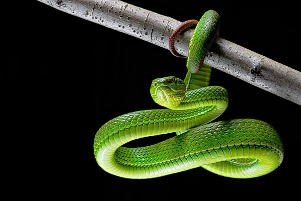 Weißlippen-Bambusotter (Trimeresurus albolabirs) Asien