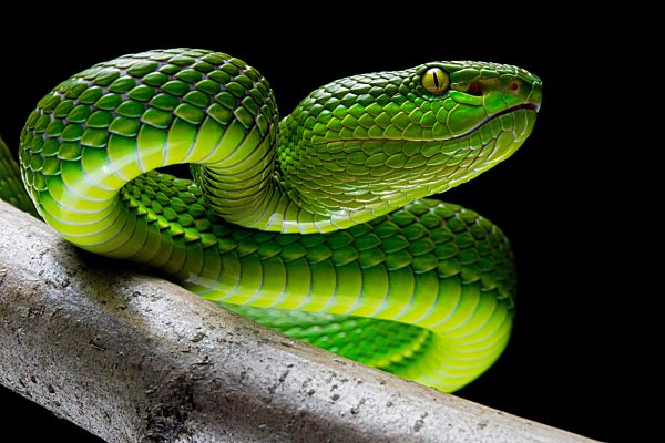 Weißlippen-Bambusotter (Trimeresurus albolabirs) Asien