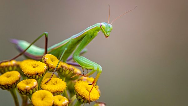 Europäische Gottesanbeterin (Mantis religiosa) grüne Variante, auf der Lauer nach Beute, Sachsen-Anhalt, Deutschland, Europa