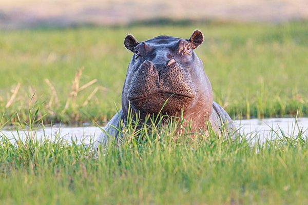 Nilpferd (Hippopotamus amphibius), Porträt des Gesichts. Unterer Sambesi-Nationalpark, Sambia, Afrika