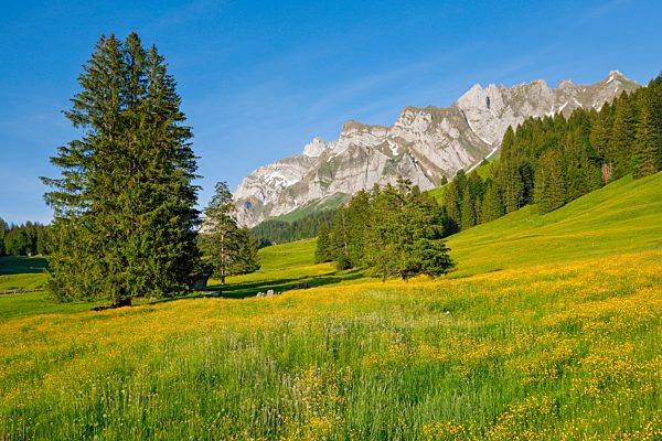 Blick Lutertannen zum Alpsteinmassiv mit Säntis im Bergfrühling, Kanton Appenzell, Schweiz, Europa