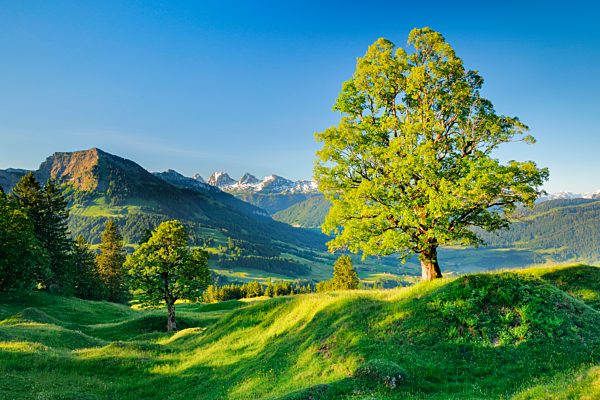 Bergahorn vor schneebedcketen Churfirsten m Bergfrühling bei Ennetbühl im Toggenburg, Kanton St. Gallen, Schweiz, Europa